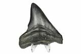 Fossil Megalodon Tooth - South Carolina #168145-2